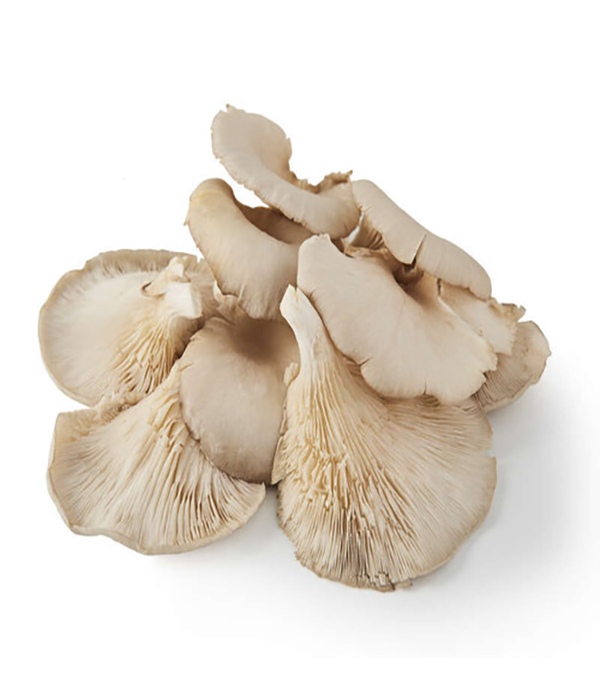 Champignon Pleurote