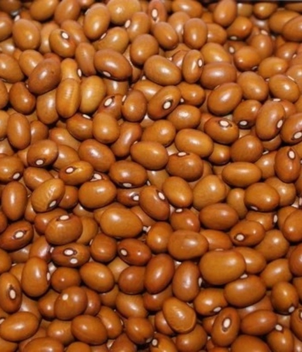 haricots marrons ou lentilles